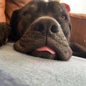 Meet your Posher, Marley